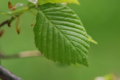 Ulmus laevis - jilm brvitý (vaz) - jarní list